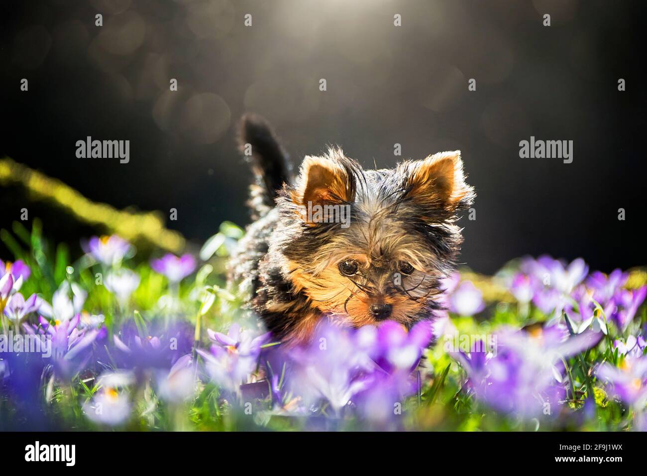 Yorkshire Terrier. Puppy on a meadow with flowering Crocus. Germany Stock Photo