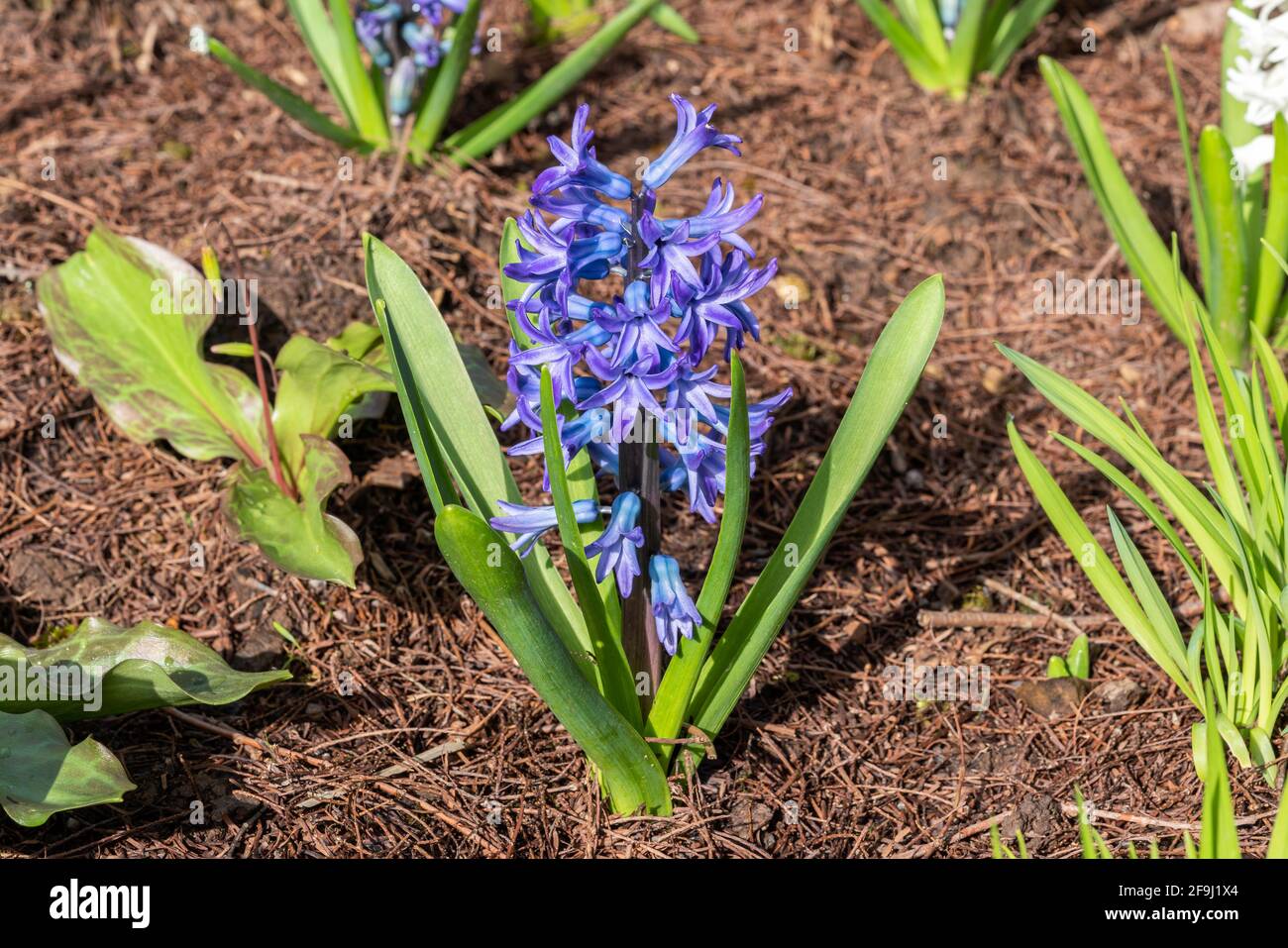 Hyacinth (Hyacinthus orientalis) 'Aida' a spring flowering bulbous plant with a blue springtime flower spike in March, stock photo image Stock Photo