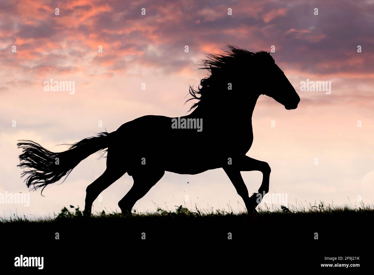 Black Horse Gallop In Sunset Stock Photo - Download Image Now