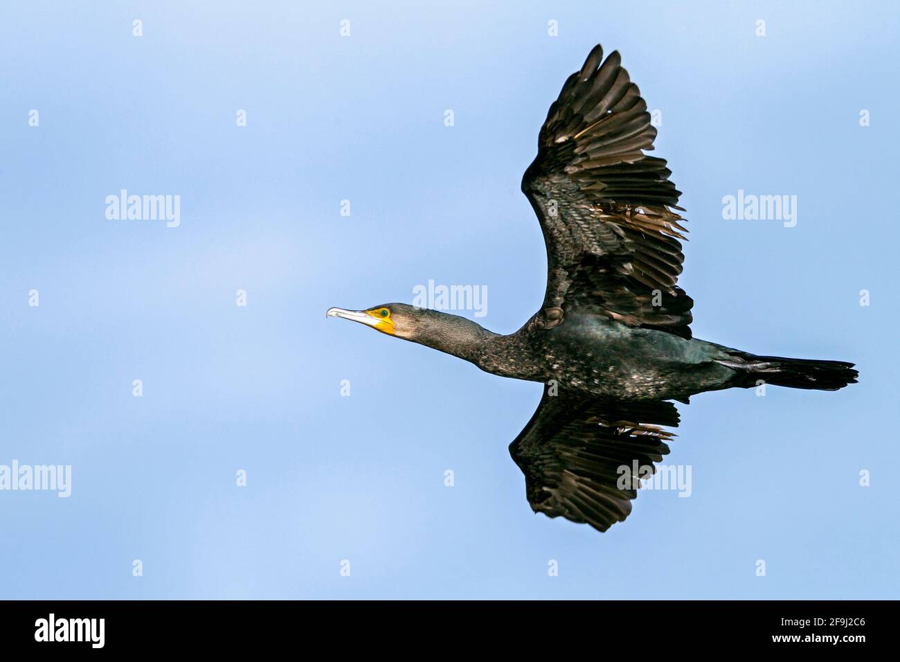 Greater Cormorant (Phalacrocorax carbo) in non-breeding plumage in flight. Germany Stock Photo