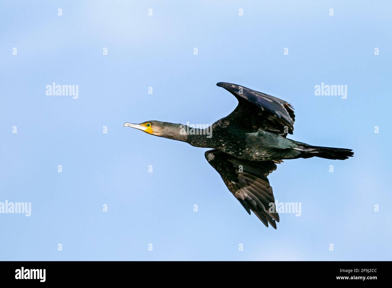 Greater Cormorant (Phalacrocorax carbo) in non-breeding plumage in flight. Germany Stock Photo