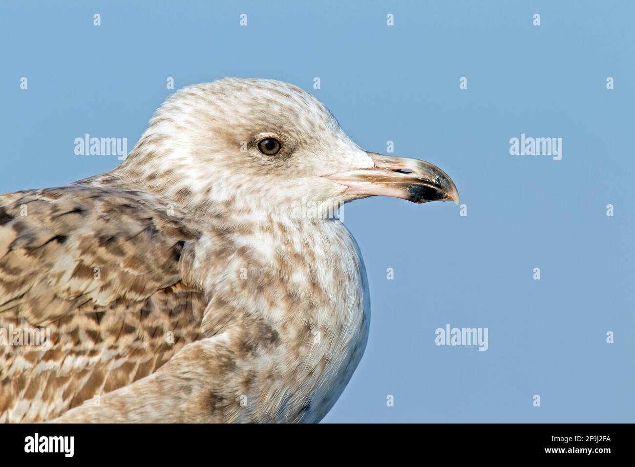 Herring gull first winter plumage hires stock photography and images