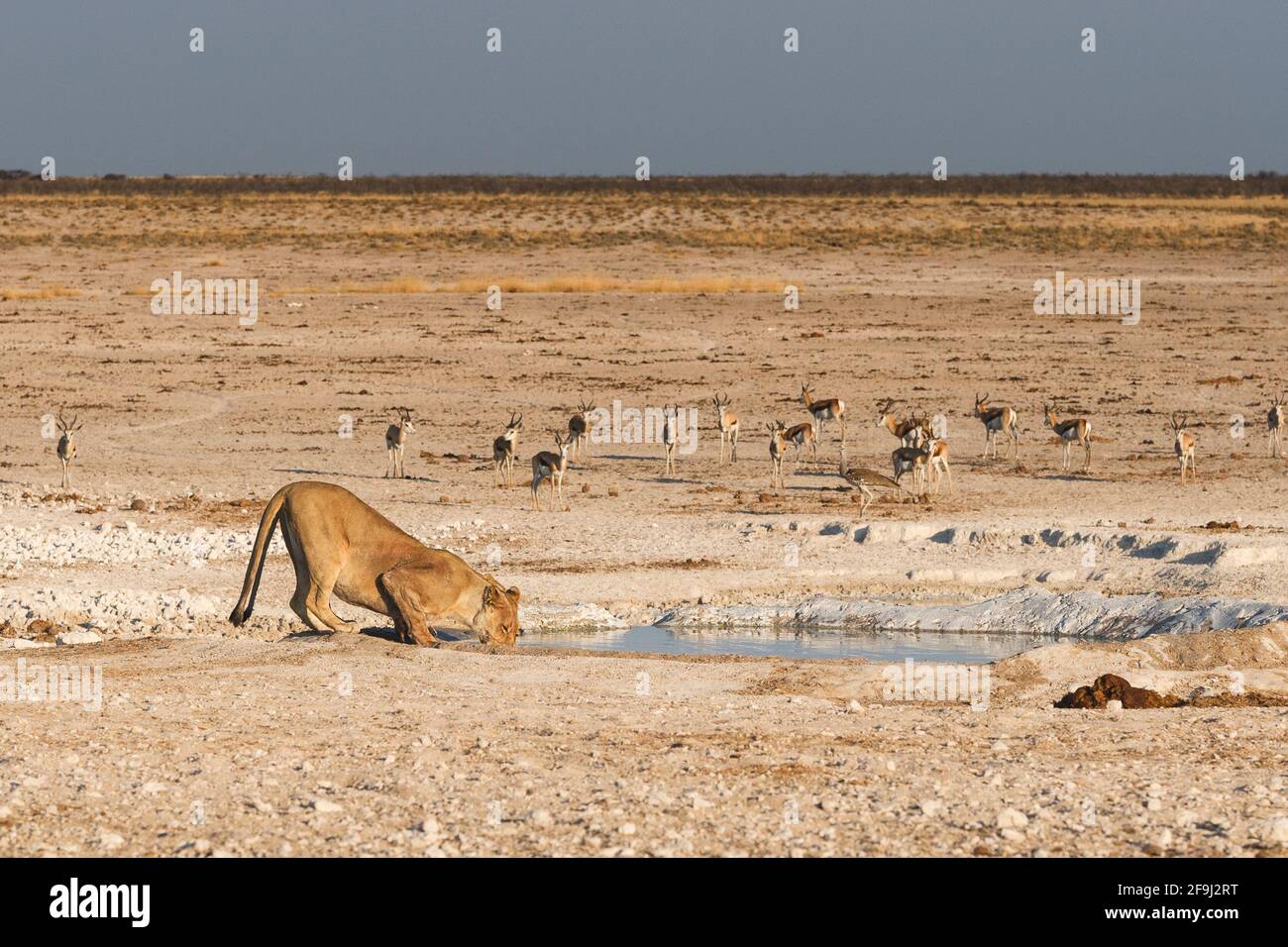 African lioness (Panthera Leo) drinking, behind her a herd Springboks. Etosha National Park, Namibia, Africa Stock Photo