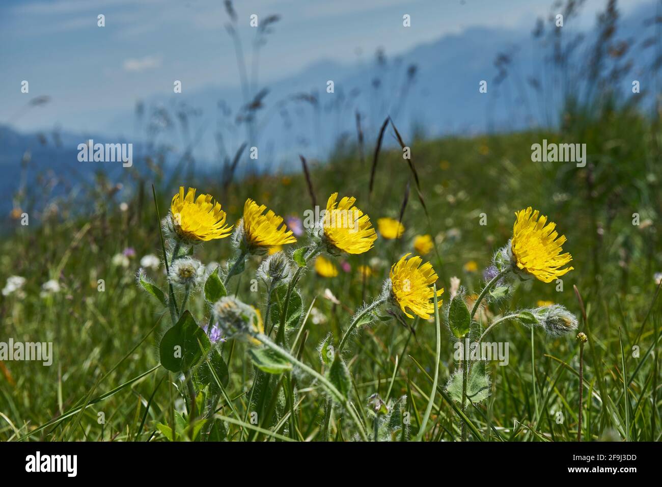 Gelbe Blumen auf Almwiese, das Zottige Habichtskraut (Hieracium villosum), Mussen, auf der Mussen, Lesachtal, Gailtaler Alpen, Kärnten, Österreich Stock Photo