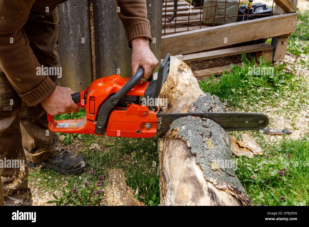 Working with a chainsaw for firewood Stock Photo - Alamy