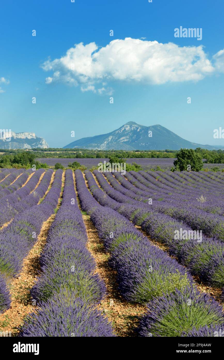Landscape View with Rows of Lavender & Lavender Fields Valensole Plateau Provence France Stock Photo