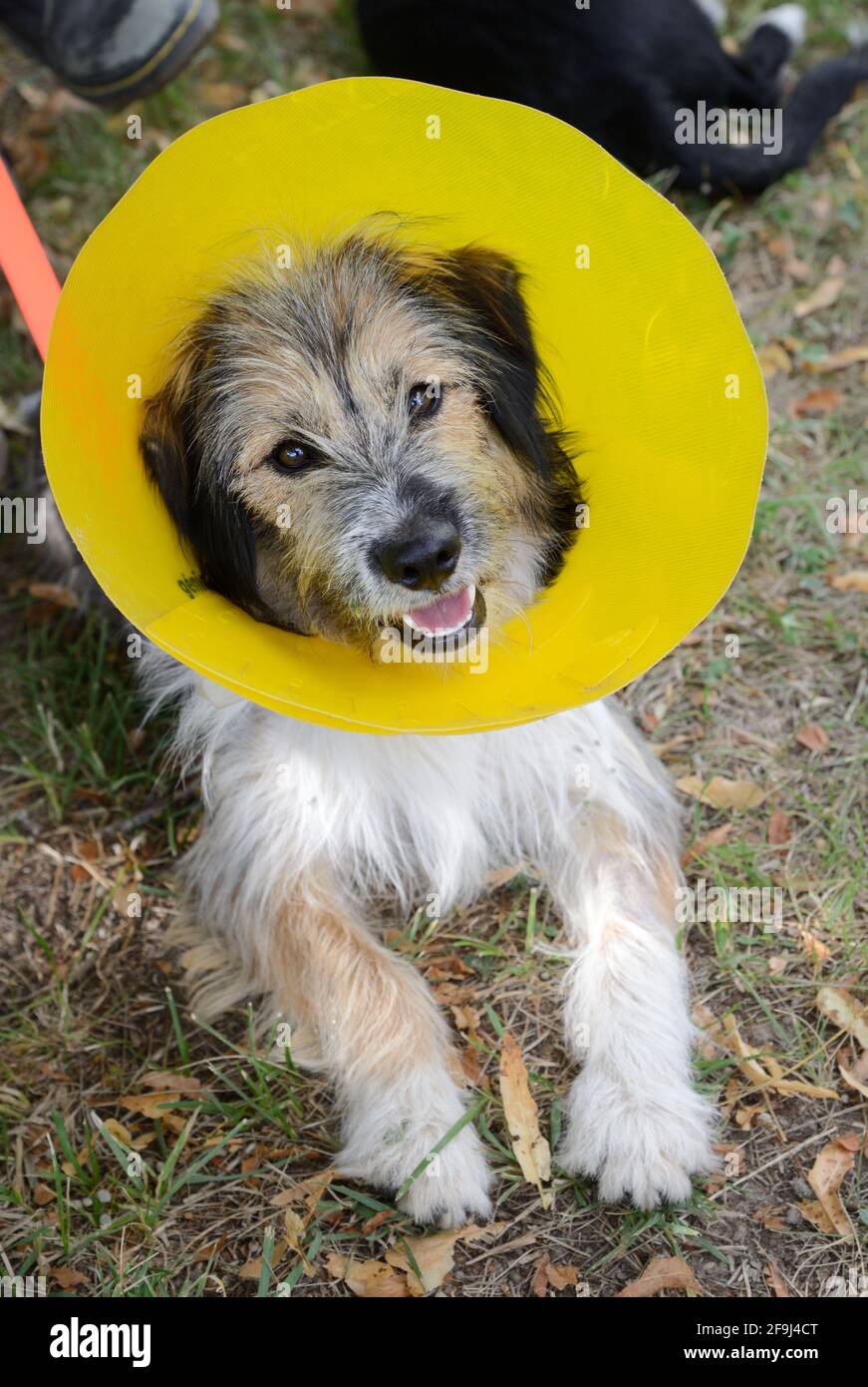 Happy Mongrel Dog Wearing a Cone-Shaped Medical Collar known as an Elizabethan Collar Stock Photo