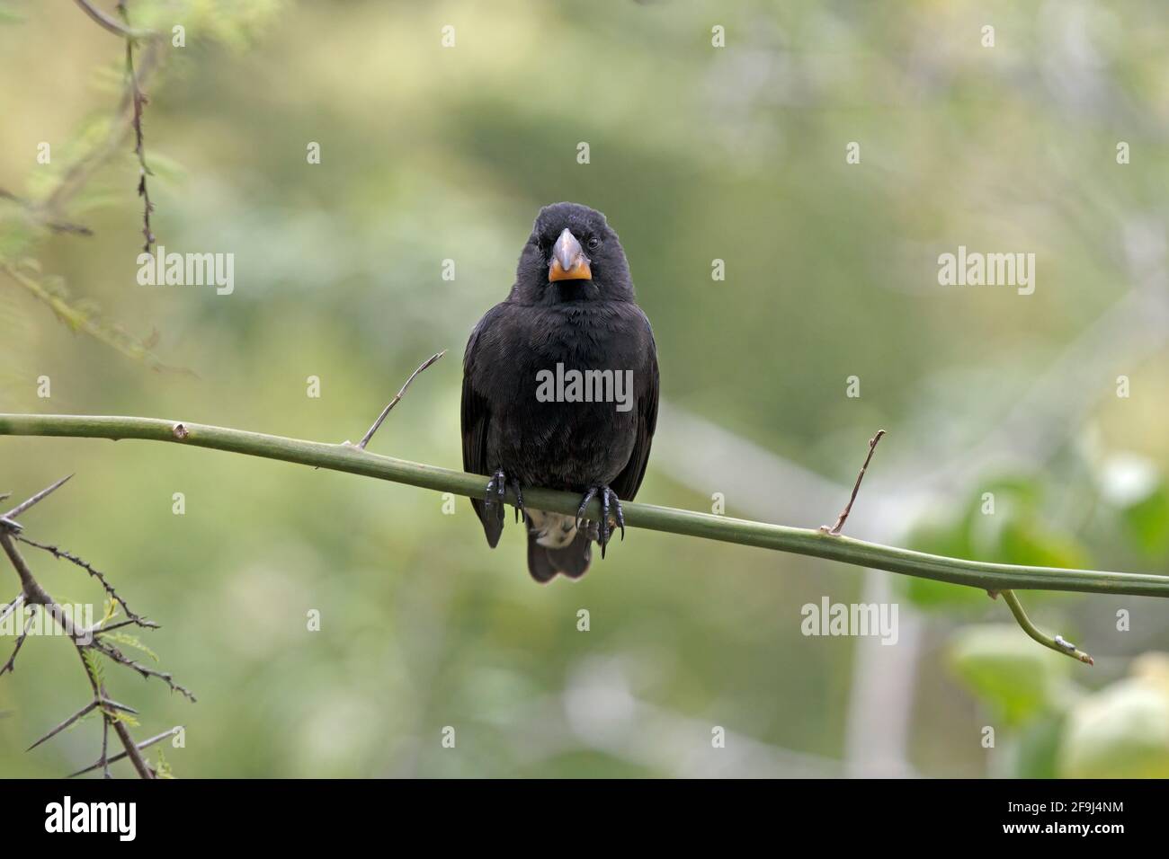 Medium Ground finch, Darwin centre, Santa Cruz, Galapagos, November 2014 Stock Photo