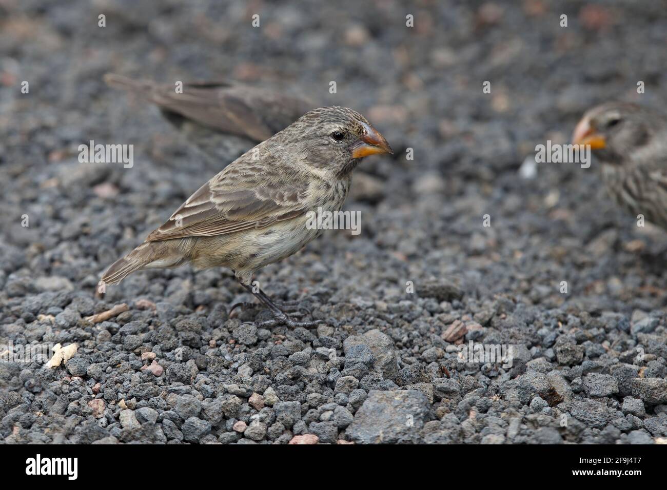 Large ground finch, Darwin center, Santa Cruz, Galapagos, November 2014 Stock Photo
