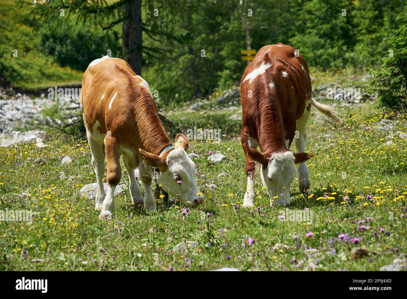 zwei junge Kühe grasen auf der Alm, Ingridalm, Frohntal, Karnische Alpen, Kärnten, Österreich Stock Photo