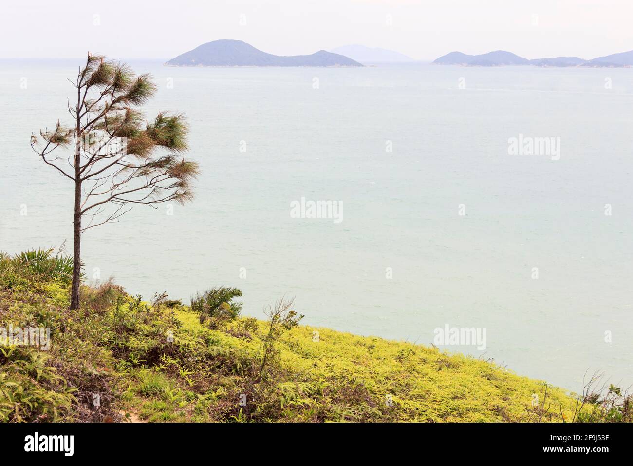 A tree standing alone on the hill of fern against the wind in front of a beautiful sea. Stock Photo