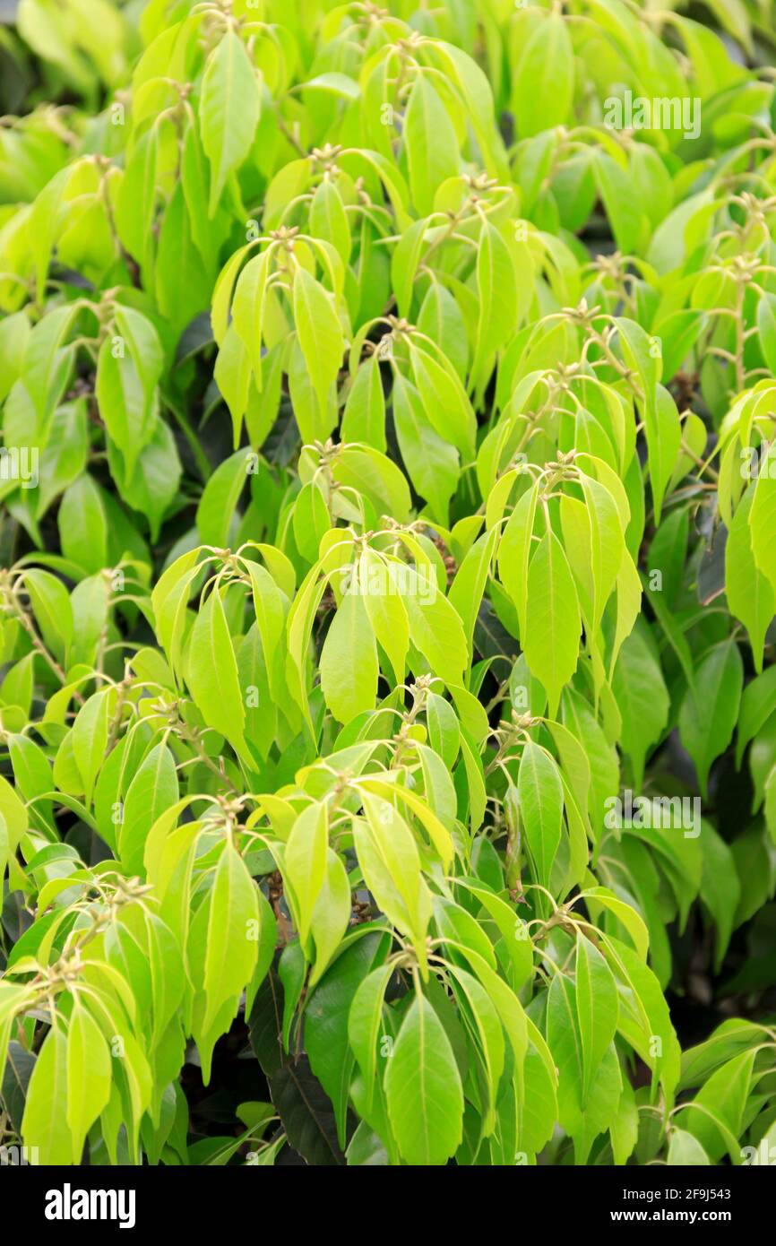 Drooping leaves hires stock photography and images Alamy