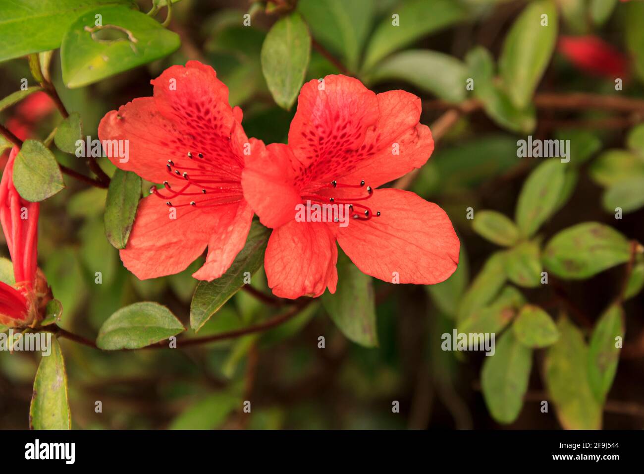 Beautiful red azalea flowers in Hong Kong Lantau Island Stock Photo Alamy