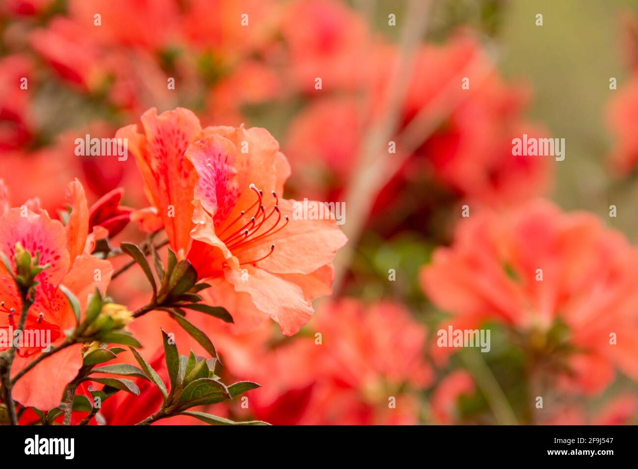 Beautiful red azalea flowers in Hong Kong Lantau Island Stock Photo Alamy