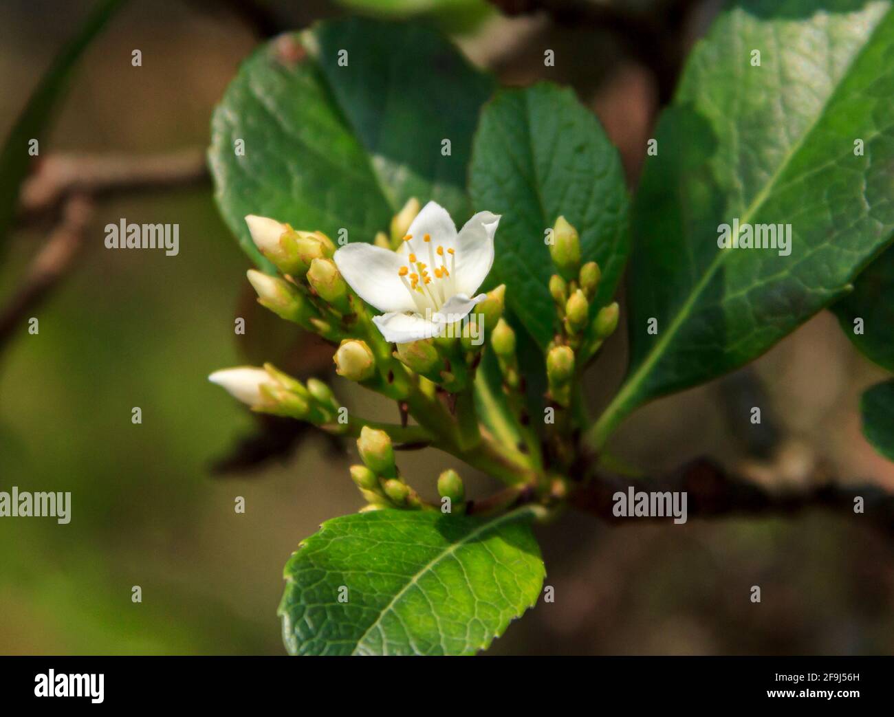 a blooming mock orange flower and some others in bud. Stock Photo