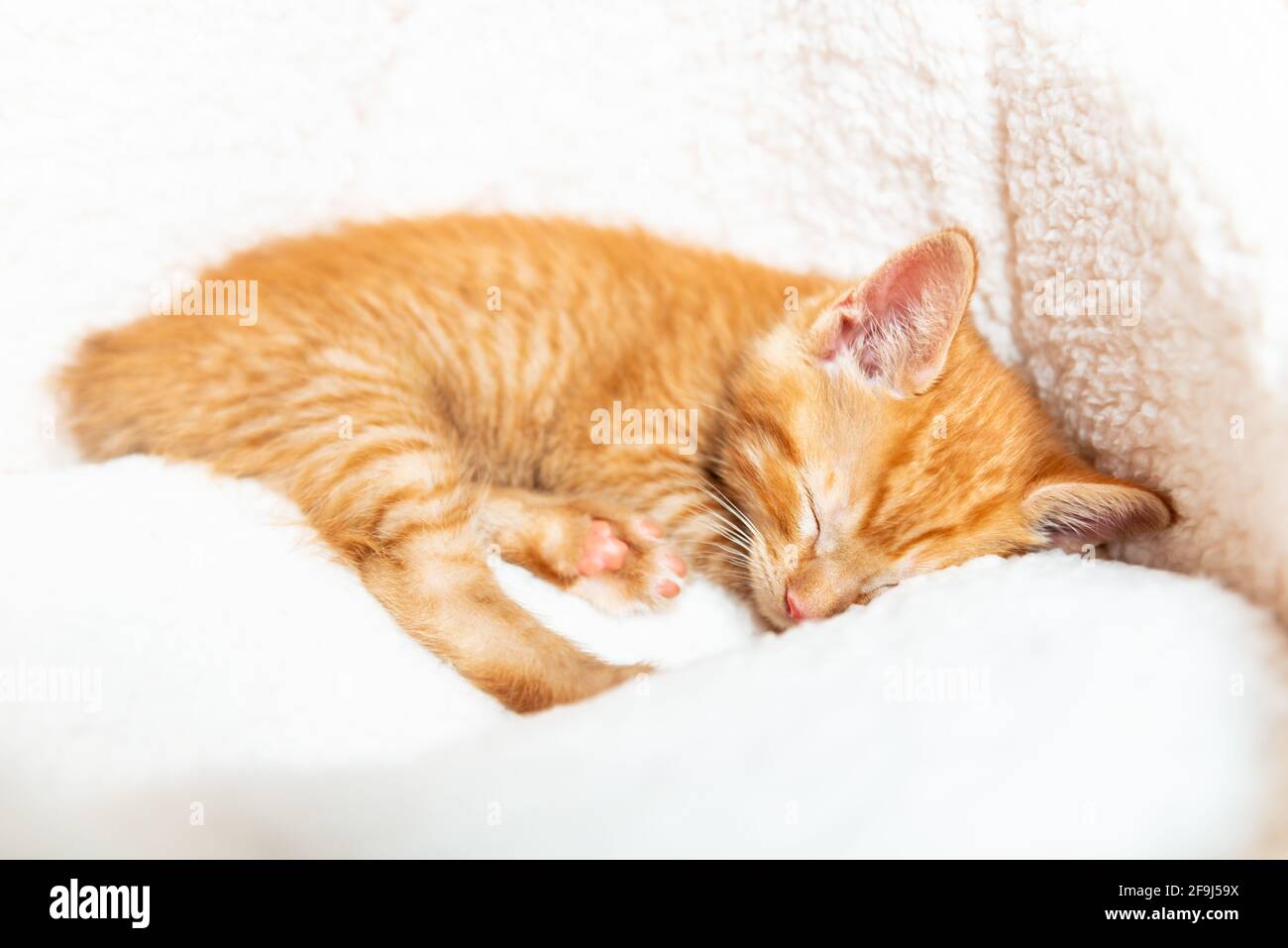 Cute ginger kitten sleeps Stock Photo - Alamy