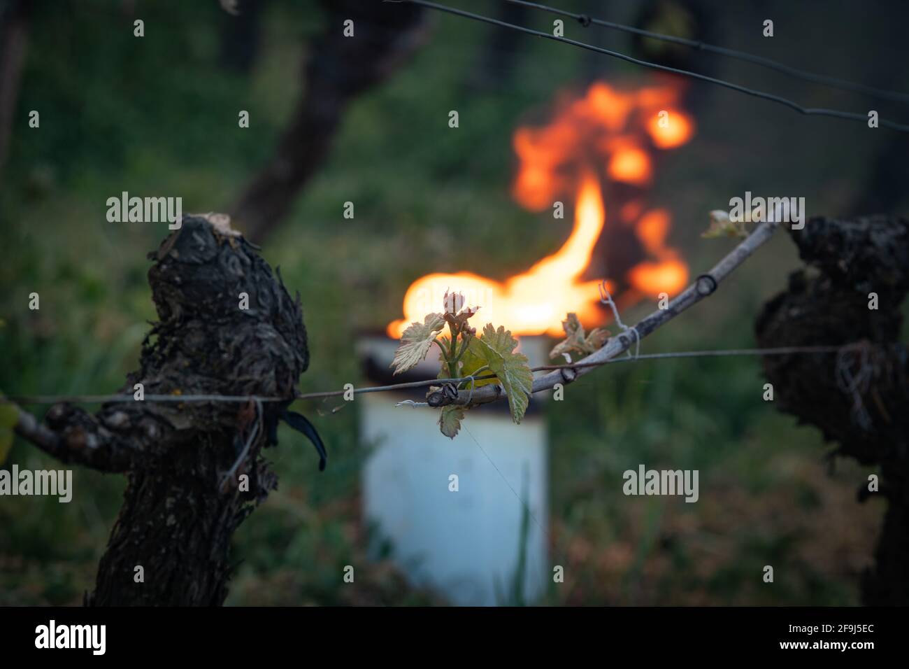 GIRONDE, POMEROL, OIL BURNING SMUDGE POTS IN VINEYARD DURING SUBZERO