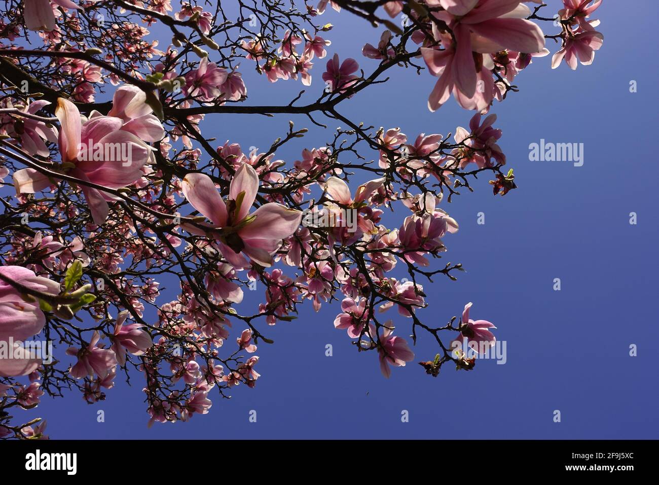 Low angle shot of pink blossom magnolia on the blue sky background ...