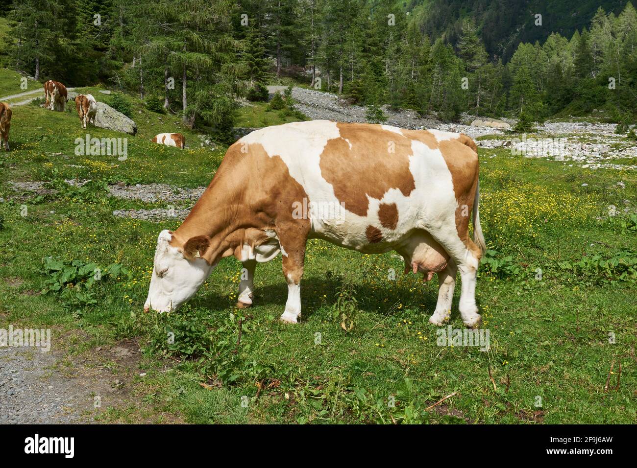 Kuh auf der Ingridalm, Frohntal, Karnische Alpen, Kärnten, Österreich Stock Photo