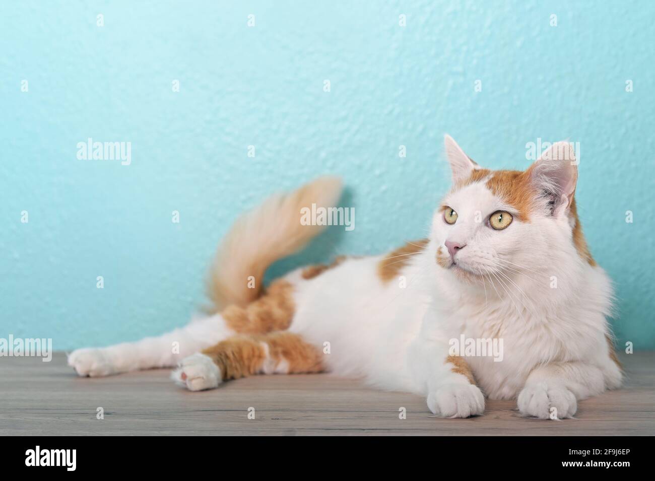 Cute tabby cat lying on the table and looking curious away. Stock Photo