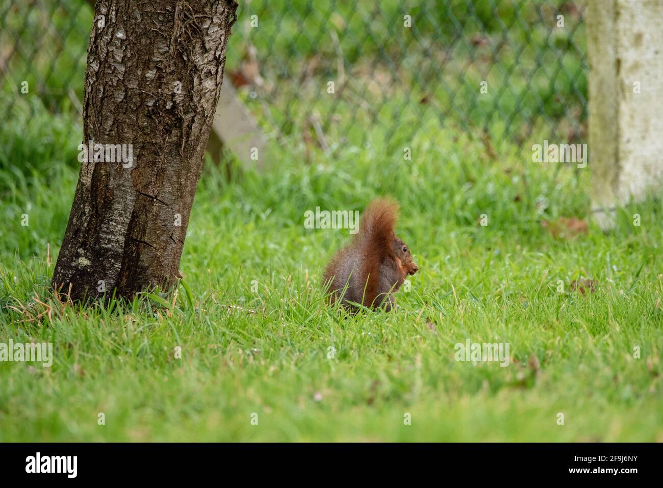 Red squirrel eating on the grass Stock Photo