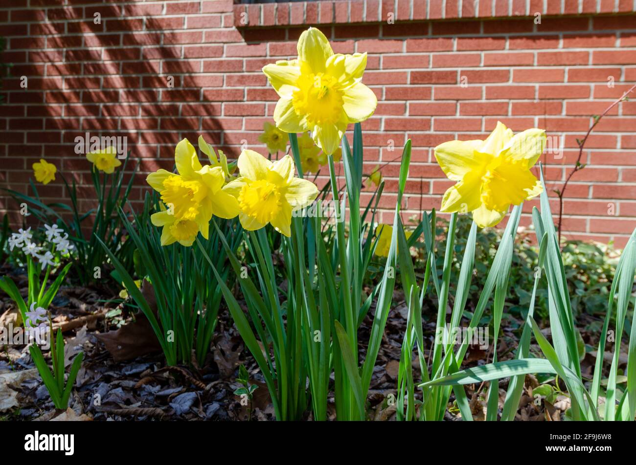 Close up of blooming daffodils Stock Photo