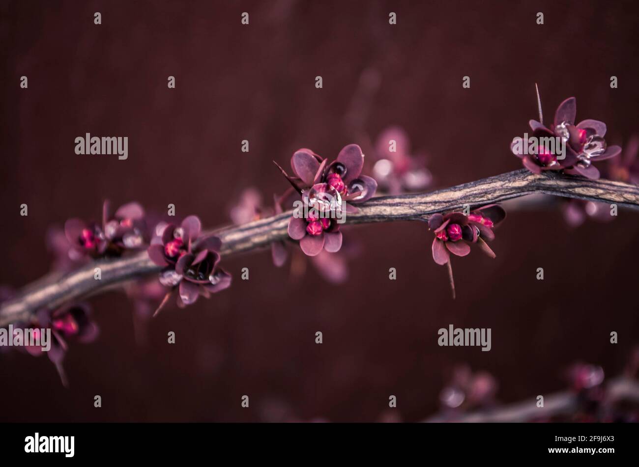 Berberis ottawensis Superba.Dewdrops like diamonds on buds. Photo in marsala color. Stock Photo
