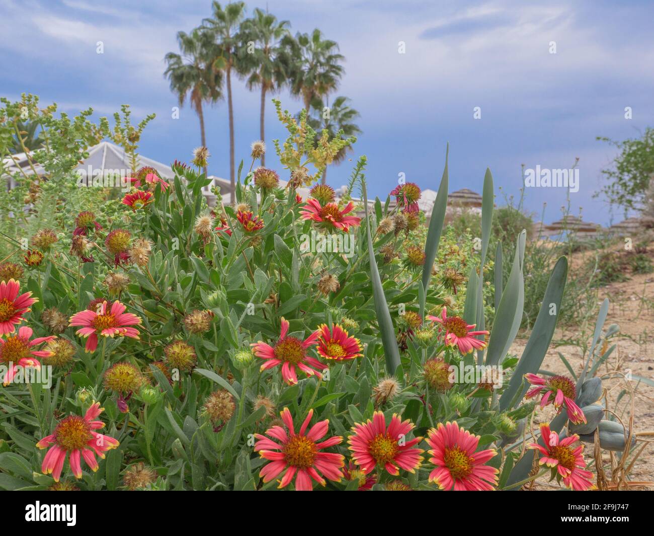 Blanketflowers (Gaillardia aristata) with red and yellow petals bloom in near Mediterranean sea on Nissi beach in Ayia Napa. High palm trees behind. Stock Photo