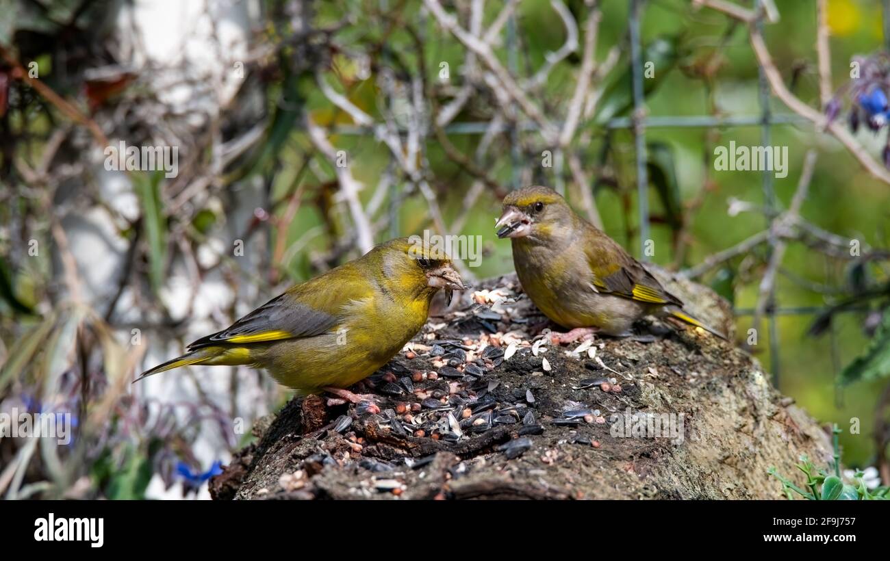 two greenfinch birds resting on a bark to eat Stock Photo