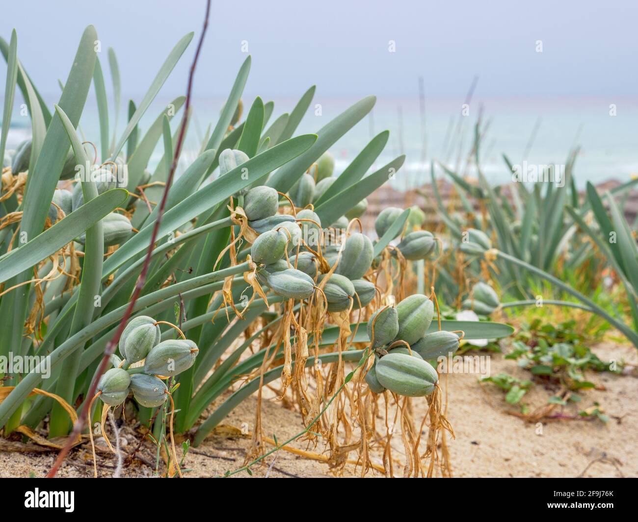 Bulbous perennial evergreen plant sea daffodil (Pancratium maritimum) with a long neck and glaucous linear leaves growing on Nissi beach near sea. Stock Photo