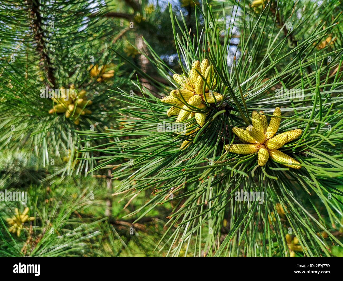 Pine tree branch with long needles and young fresh strobile cones of slime green color growing in a park in late spring early summer time. Stock Photo