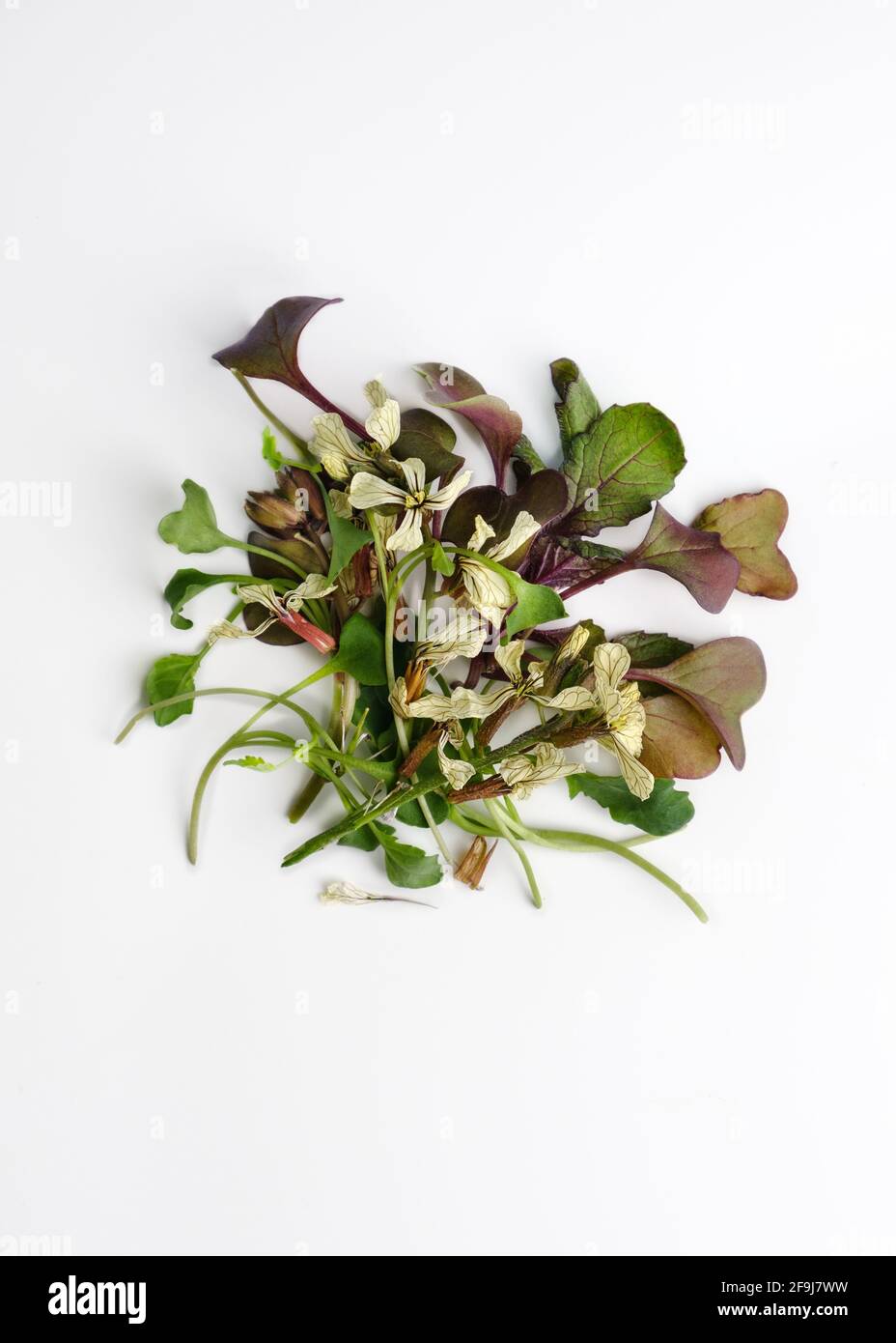 Above view at different microgreens at white background. Stock Photo