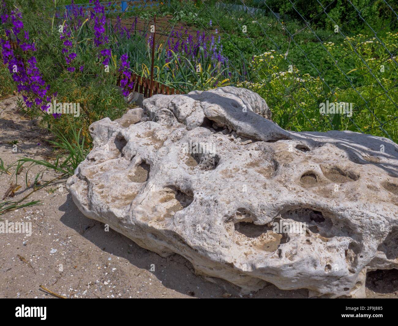 Huge porous rock with big holes on a sand in front of a mesh fence and green kitchen garden. Delphinium flowers growing nearby. Stock Photo