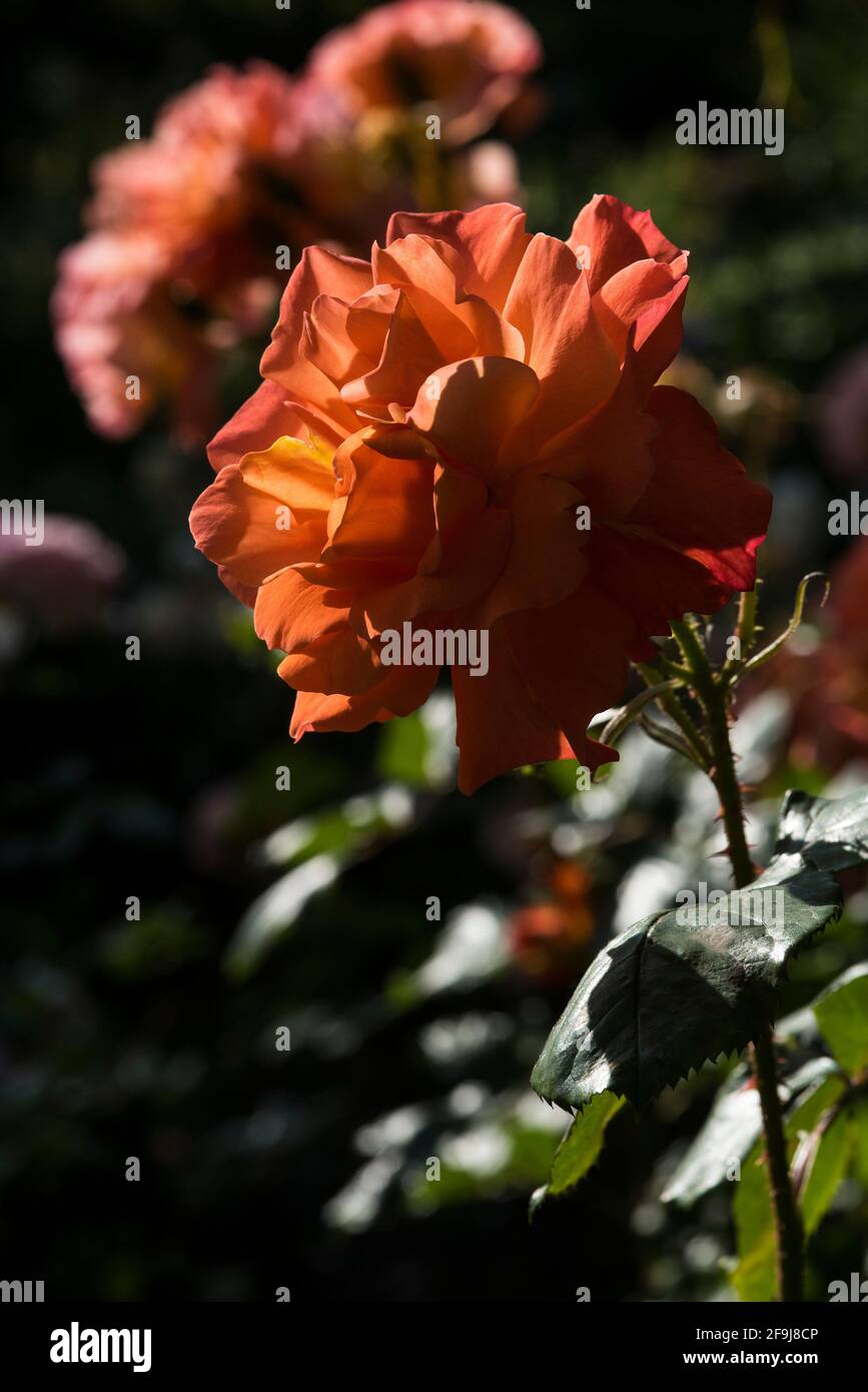 Colour pop rose hi-res stock photography and images - Alamy