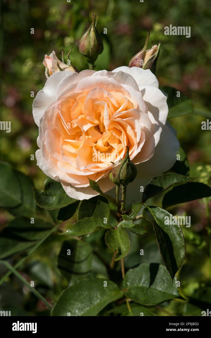Colour pop rose hi-res stock photography and images - Alamy