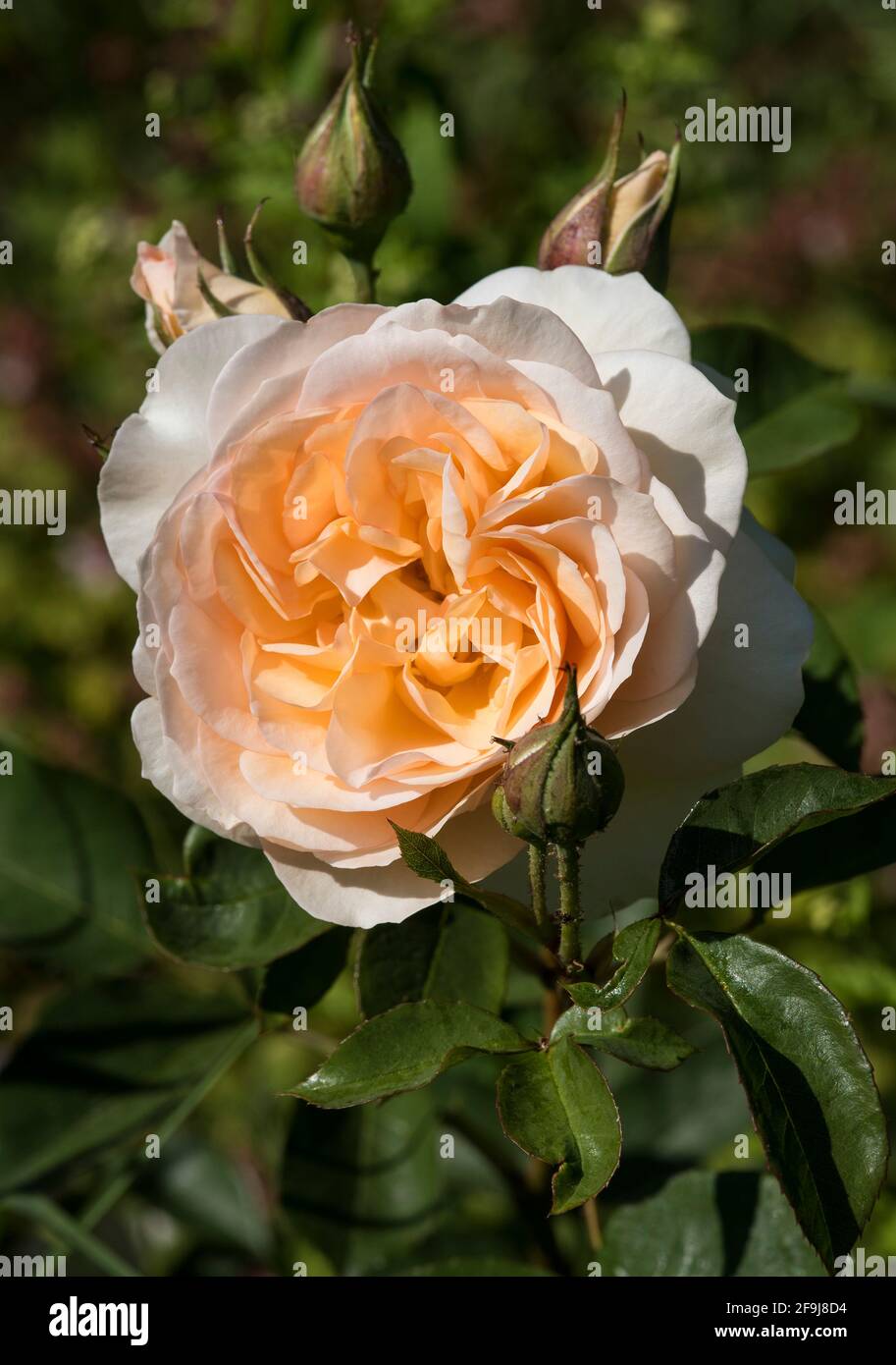 Colour pop rose hi-res stock photography and images - Alamy