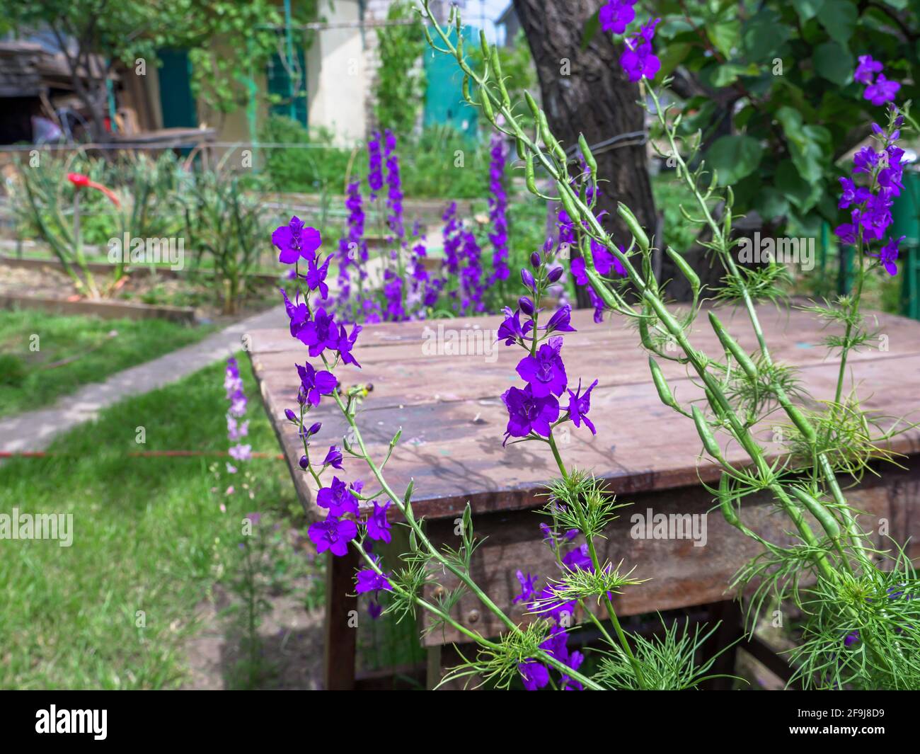 Closeup of a rough red rustic wooden table on the foreground and purple delphinium consolida (Consolida regalis) flowers blooming on the background. Stock Photo