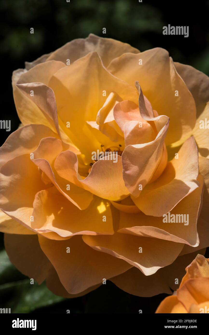 Colour pop rose hi-res stock photography and images - Alamy