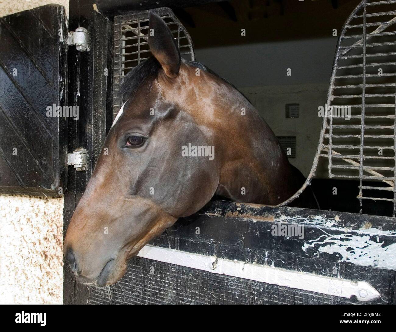 BALLYDOYLE STABLES IN IRELAND  GYPSY KING 25/4/2005 PICTURE DAVID ASHDOWNRACING Stock Photo