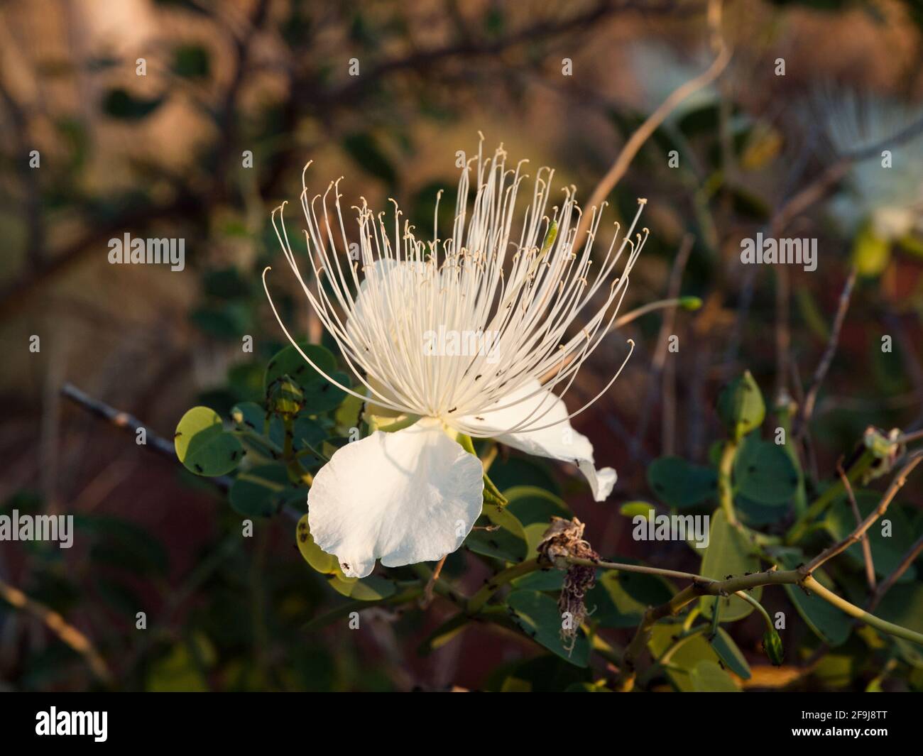 Closeup of Coastal Caper (Capparis spinosa) flower growing wild in Millstream Chichester National Park, Western Australia. Stock Photo