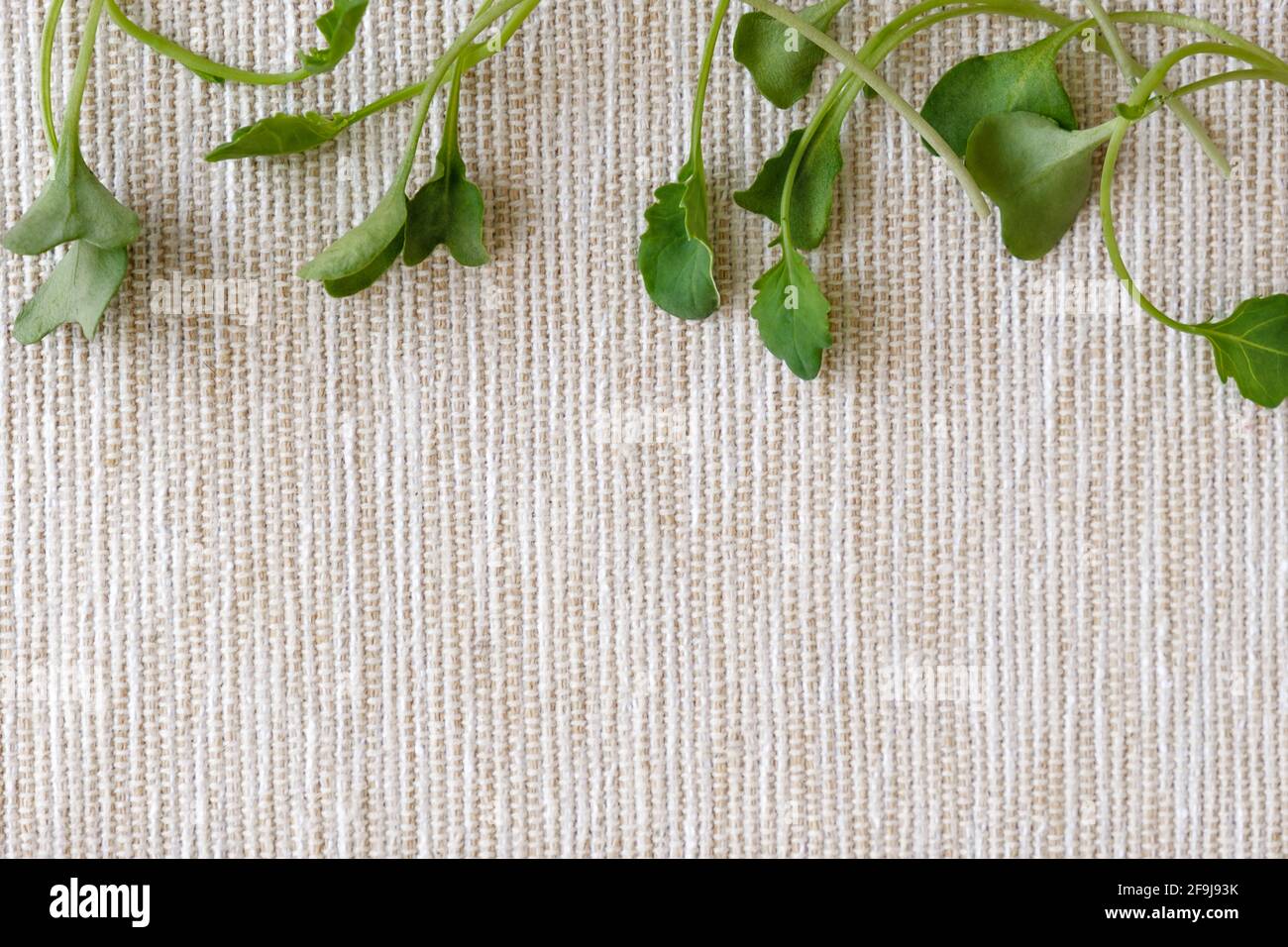 Overhead view at broccoli microgreens sprouts. Copy space Stock Photo