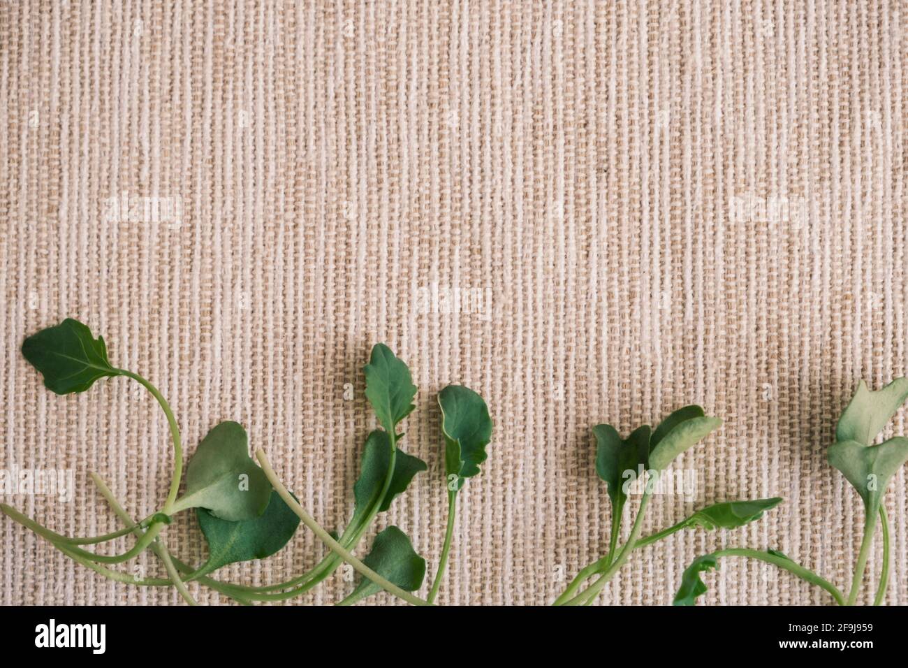 Overhead view at broccoli microgreens sprouts. Copy space Stock Photo