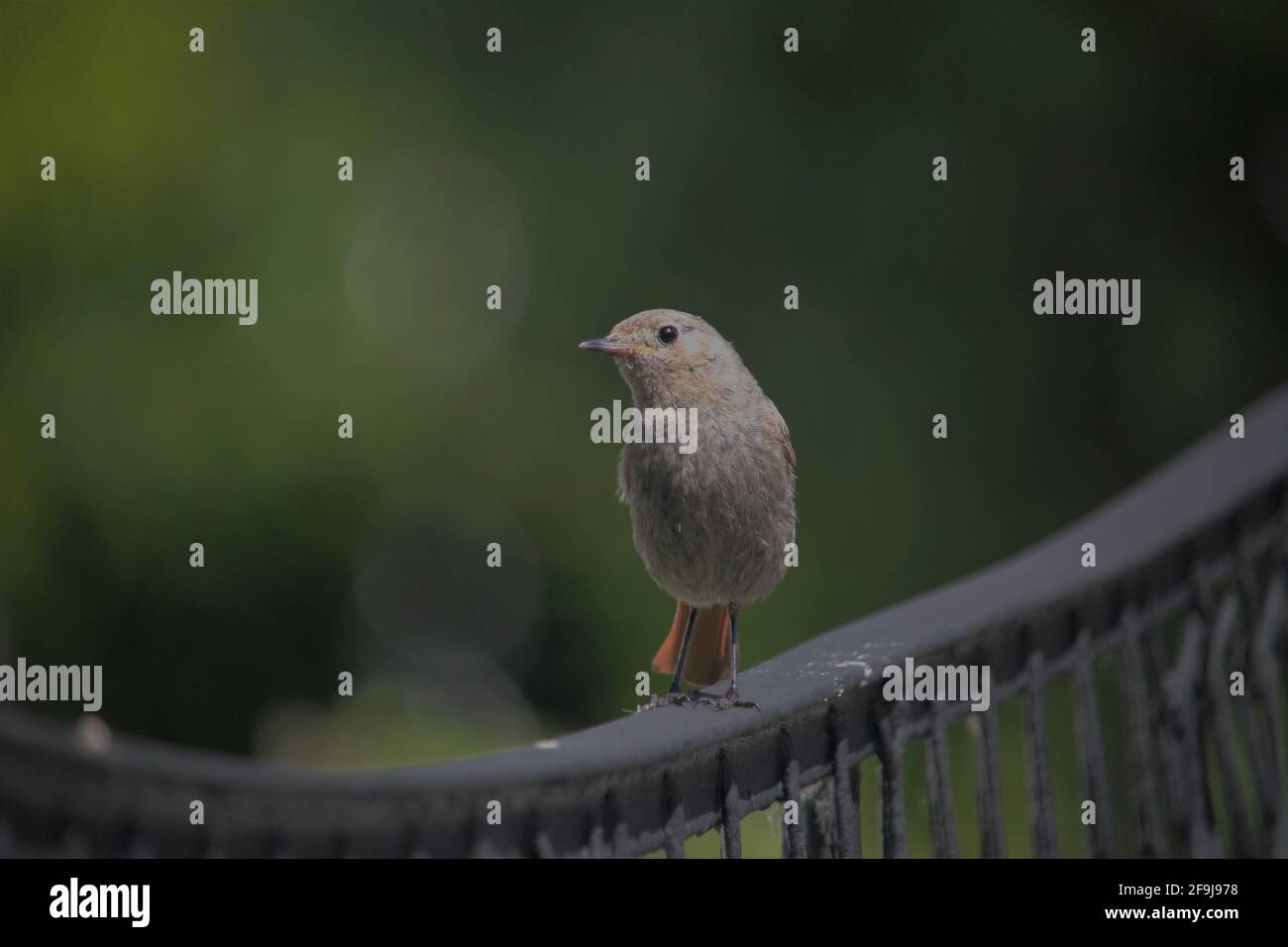Female of Black Redstart (Phoenicurus ochrurus) perched on a fence at Heringsdorf, Germany Stock Photo