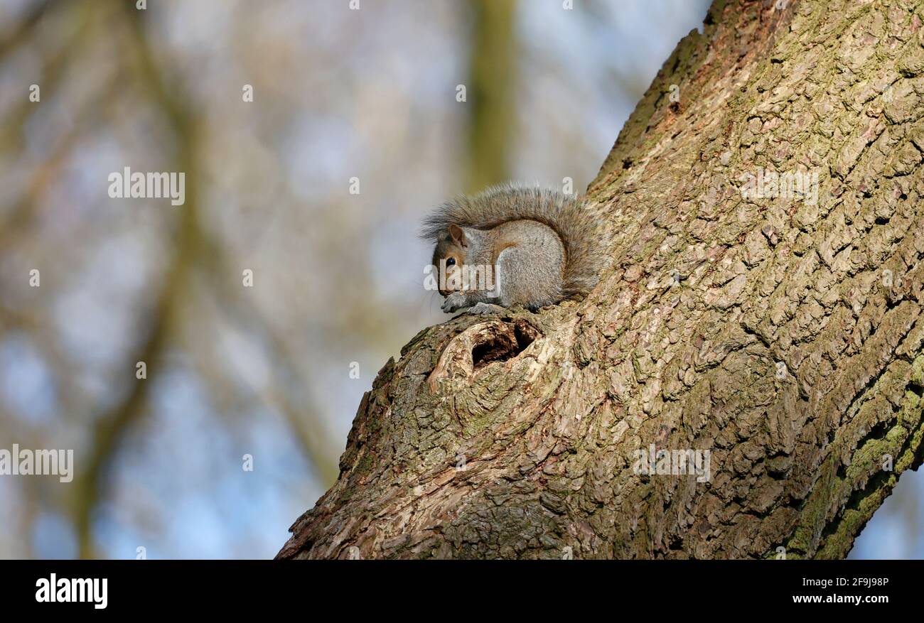 Grey squirrels nest hires stock photography and images Alamy