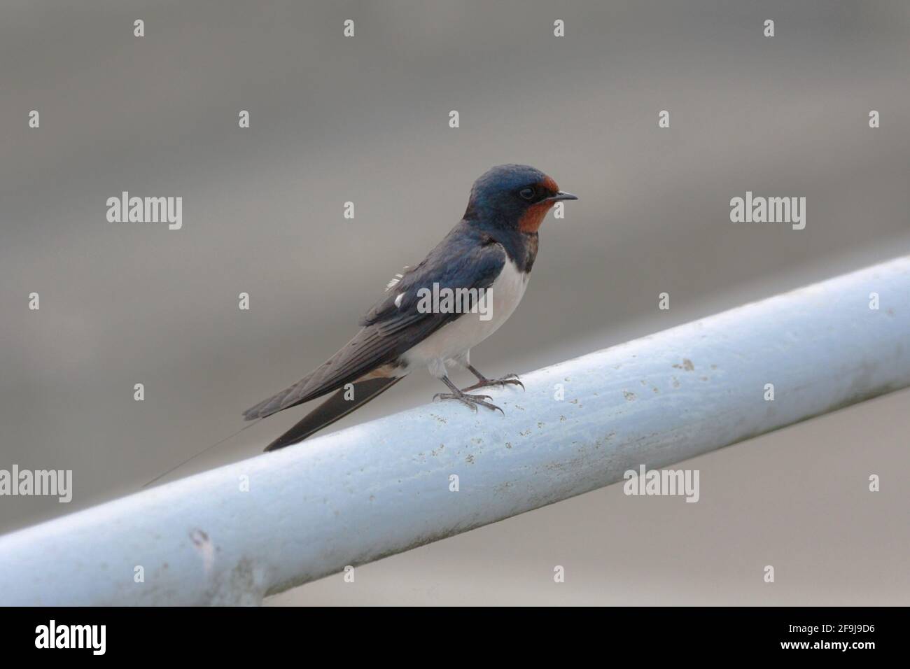 Barn Swallow (Hirundo rustica) perched on a steel fence at Varelerhafen, Germany Stock Photo