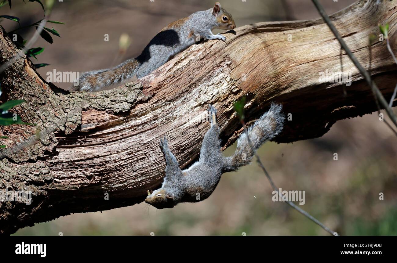 Squirrels uk nest hires stock photography and images Alamy