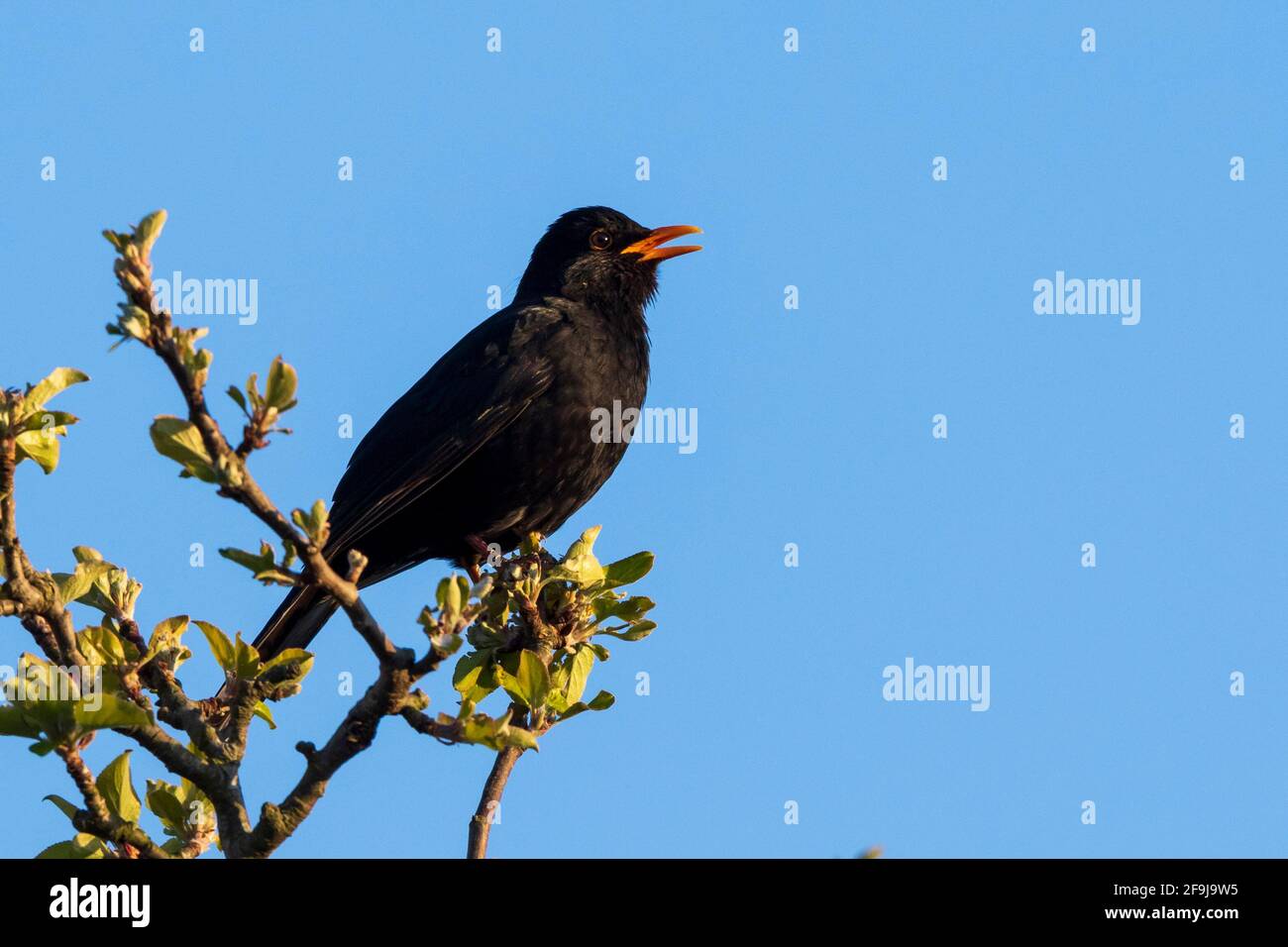 Blackbird (Turdus merula) singing from the top of an apple tree in spring, UK Stock Photo