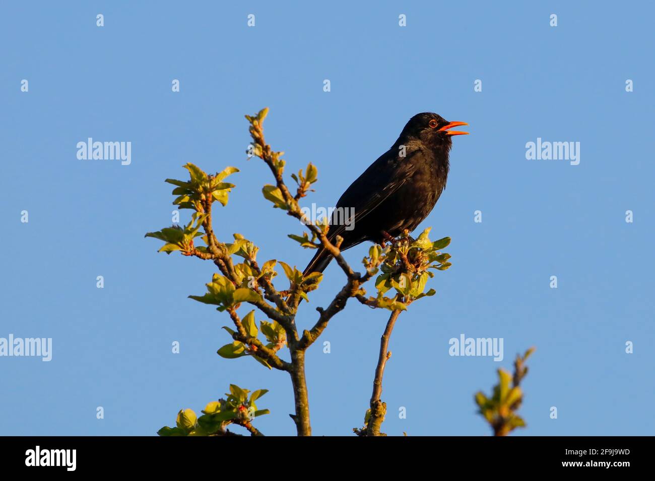 Blackbird England Singing Hi res Stock Photography And Images Alamy blackbird-england-singing-hi-res-stock-photography-and-images-alamy