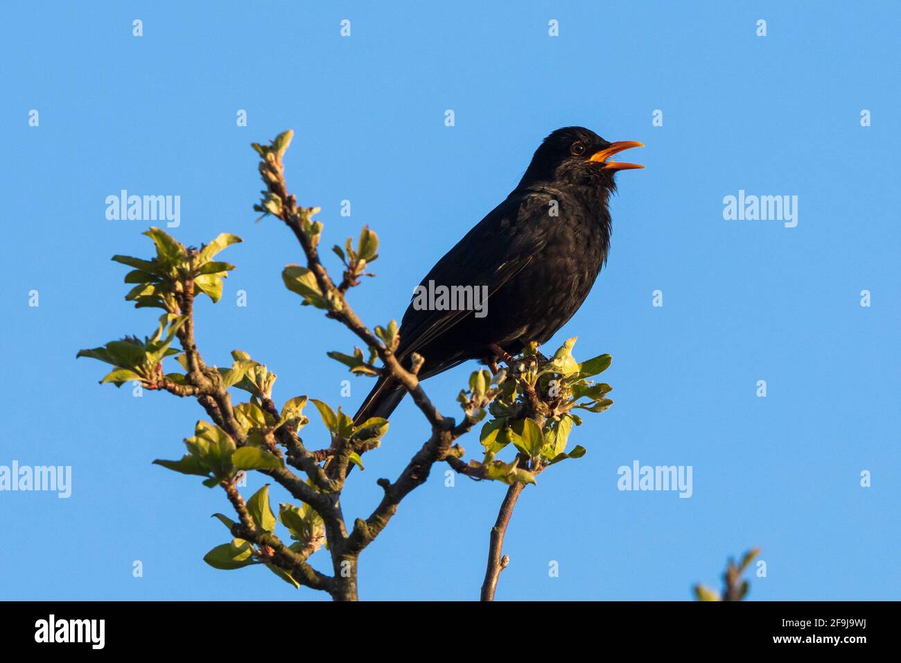 Blackbird (Turdus merula) singing from the top of an apple tree in spring, UK Stock Photo