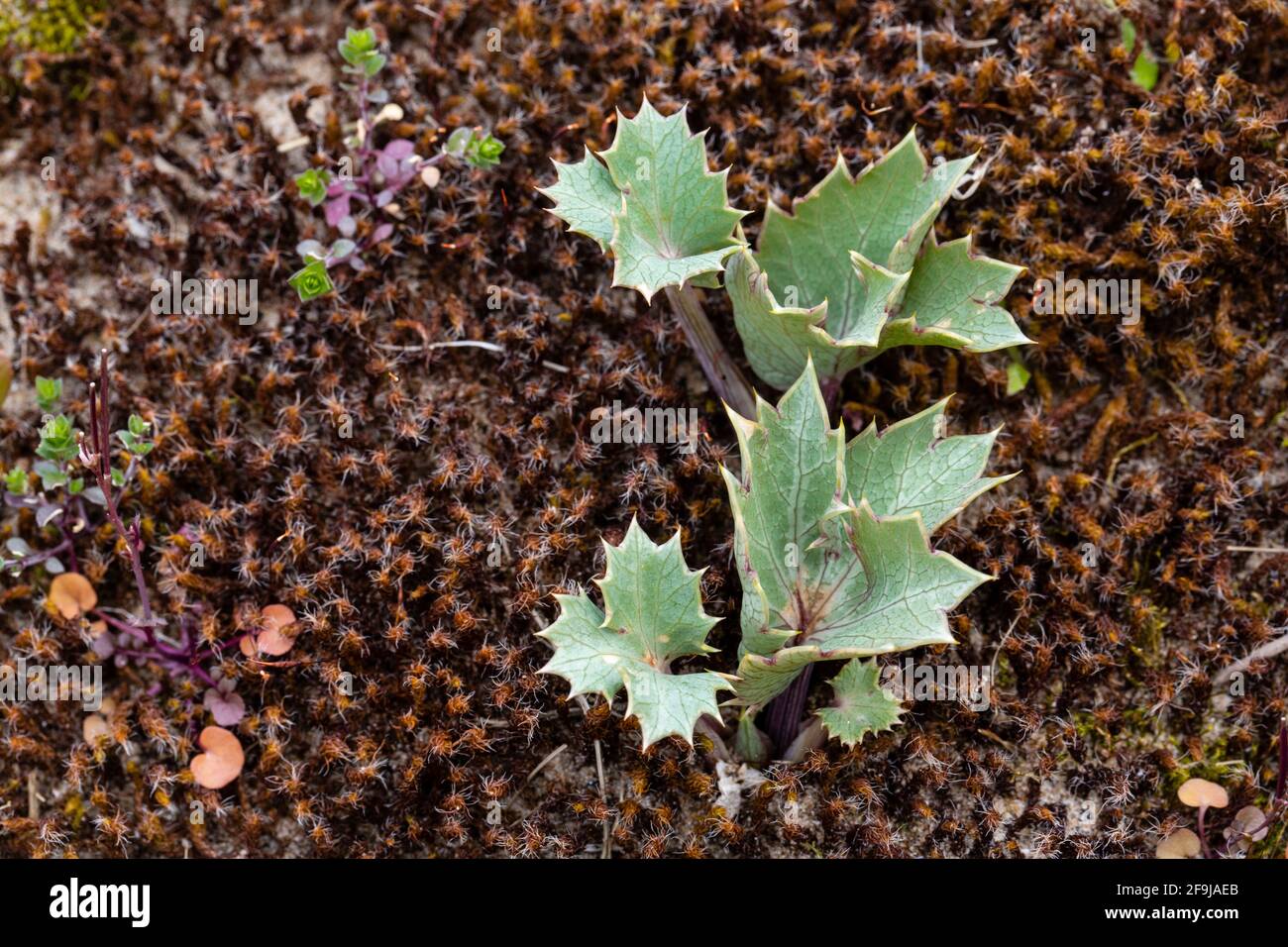 Emerging leaves of Sea Holly, Eryngium maritimum, Crymlyn Burrows, Glamorgan, Wales, UK Stock Photo